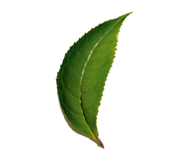 Tejer-undefined-Camellia sinensis leaf extract